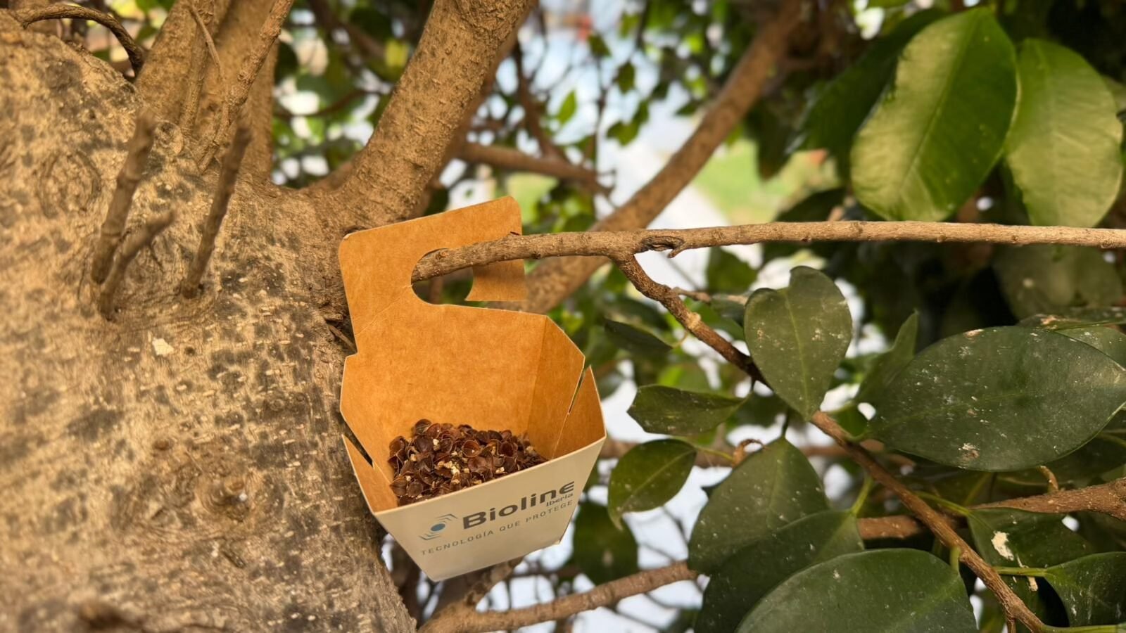 Application of biological treatment on trees Torrevieja