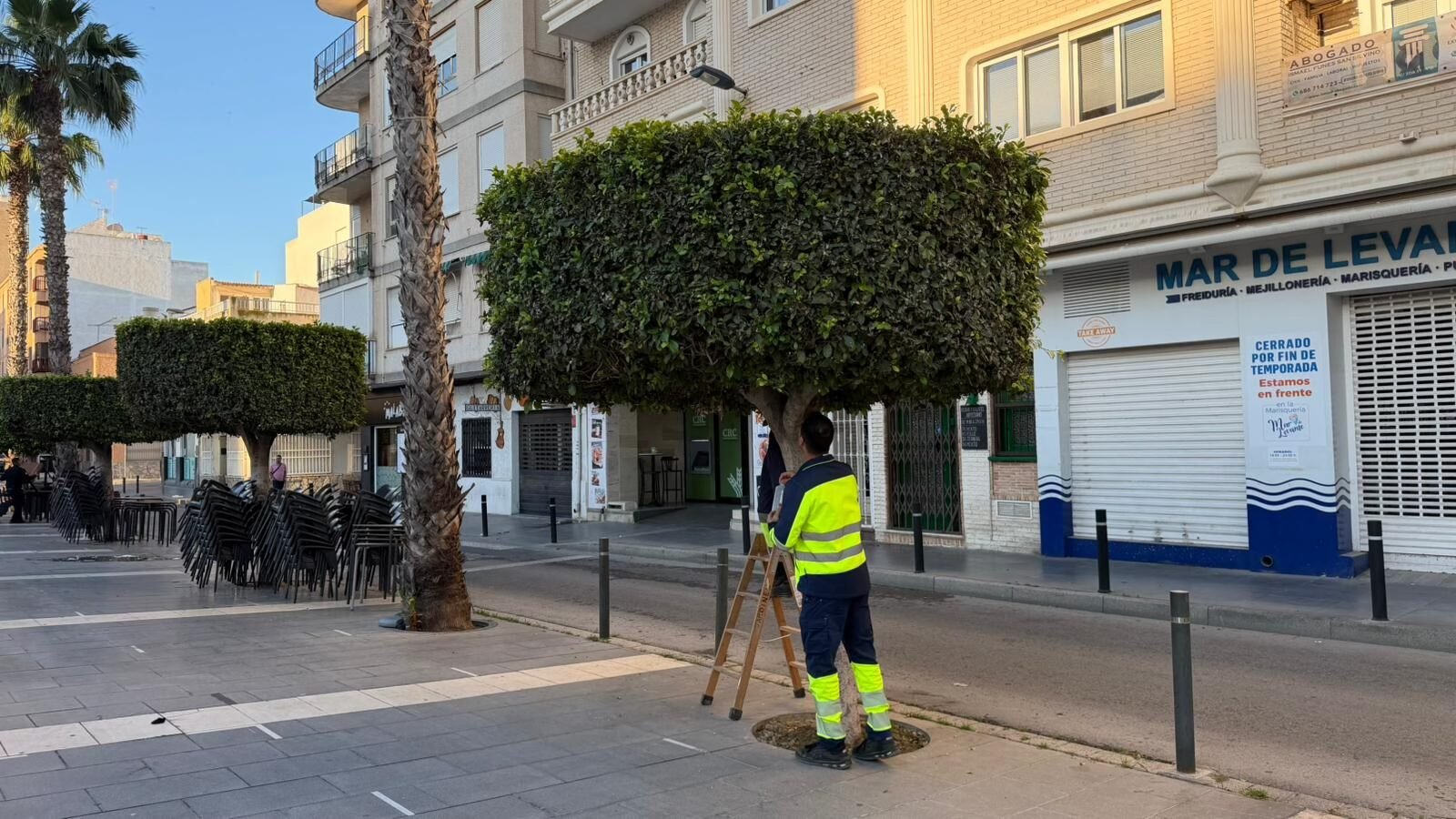 Healthy trees in Torrevieja